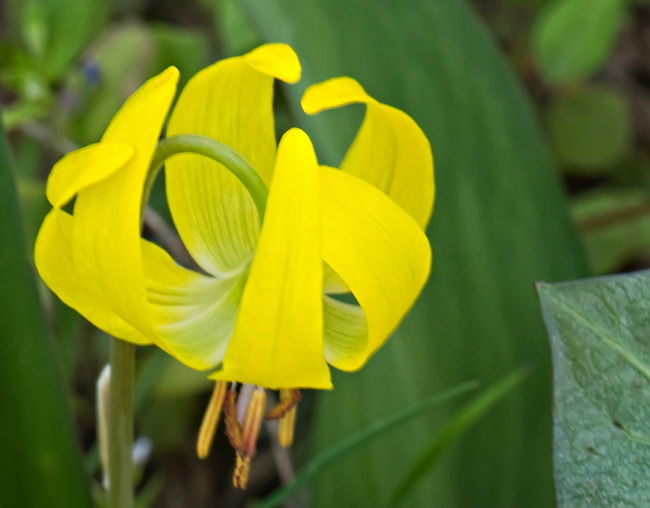 glacier lily